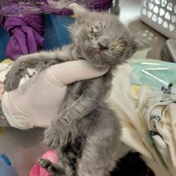 Shelter Stray Male Cat last seen HUNTSVILLE HUMANE SOCIETY, 4950 SW Triana Blvd, Huntsville, AL 35805, USA