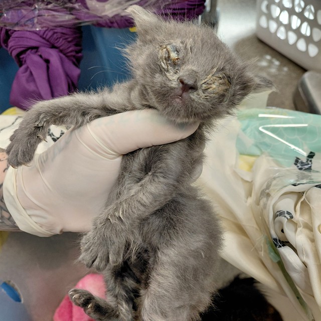 Shelter Stray Male Cat last seen HUNTSVILLE HUMANE SOCIETY, 4950 SW Triana Blvd, Huntsville, AL 35805, USA
