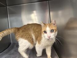 Shelter Stray Male Cat last seen Near BLOCK HELEN AVE, INDIO CA 92201, 72050 Pet Land Pl, Thousand Palms, CA 92276, USA