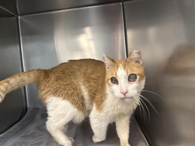 Shelter Stray Male Cat last seen Near BLOCK HELEN AVE, INDIO CA 92201, 72050 Pet Land Pl, Thousand Palms, CA 92276, USA