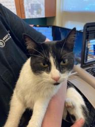 Shelter Stray Female Cat last seen Near BLOCK S 3140 W, WEST VALLEY CITY UT 84119, 4522 W 3500 S, West Valley City, UT 84120, USA