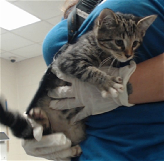 Shelter Stray Male Cat last seen Near MEHARRY DR, FAYETTEVILLE NC 28311, 4704 Corporation Dr, Fayetteville, NC 28306, USA