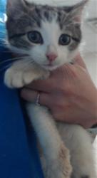 Shelter Stray Male Cat last seen Near MEHARRY DR, FAYETTEVILLE NC 28311, 4704 Corporation Dr, Fayetteville, NC 28306, USA