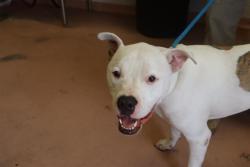 Shelter Stray Male Dog last seen BROOKFIELD RD, 127 Humane Ln, Columbia, SC 29201, USA