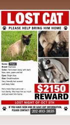 Lost Male Cat last seen Oakton elementary school, Oakton, VA 22124