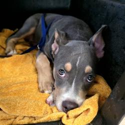 Shelter Stray Female Dog last seen Near BLK W 19TH ST, LONG BEACH, CA 90810, 7700 E Spring St, Long Beach, CA 90815, USA
