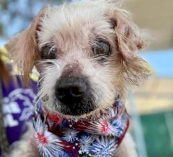 Shelter Stray Male Dog last seen CHARLOTTE, 8315 Byrum Dr, Charlotte, NC 28217, USA