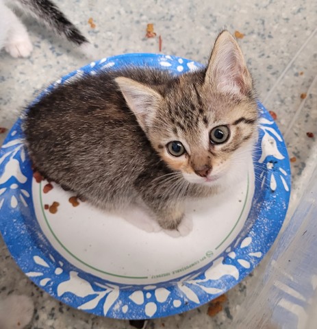 Shelter Stray Female Cat last seen Near BLOCK E FERRY ST, DETROIT MI 48211, 1431 E Ferry St, Detroit, MI 48211, USA