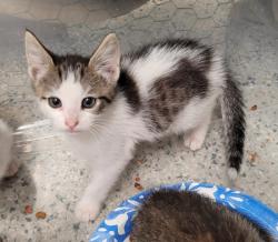 Shelter Stray Male Cat last seen Near BLOCK E FERRY ST, DETROIT MI 48211, 1431 E Ferry St, Detroit, MI 48211, USA
