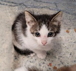 Shelter Stray Male Cat last seen Near BLOCK E FERRY ST, DETROIT MI 48211, 1431 E Ferry St, Detroit, MI 48211, USA