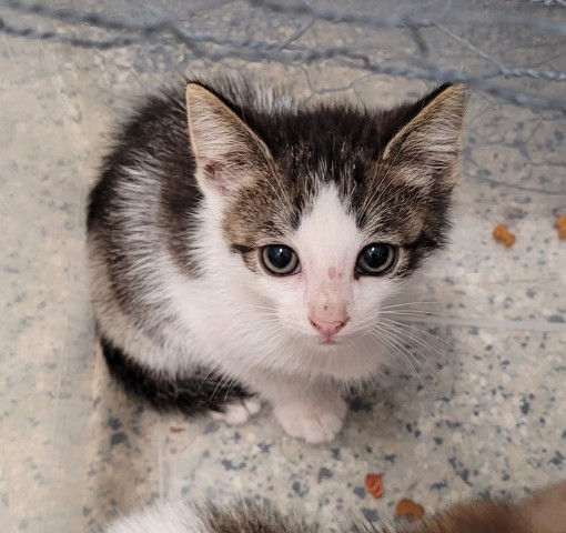 Shelter Stray Male Cat last seen Near BLOCK E FERRY ST, DETROIT MI 48211, 1431 E Ferry St, Detroit, MI 48211, USA