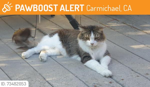 Found/Stray Unknown Cat last seen Homesweet and California, Carmichael, CA 95608