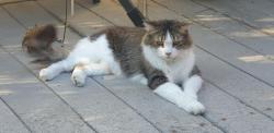 Found/Stray Unknown Cat last seen Homesweet and California, Carmichael, CA 95608