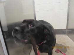 Shelter Stray Female Dog last seen Near BLOCK W SOUTHERN AVE, 5501 E Van Buren St, Phoenix, AZ 85008, USA
