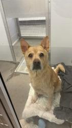 Shelter Stray Male Dog last seen 387TH / FOREST GROVE, 5501 E Van Buren St, Phoenix, AZ 85008, USA