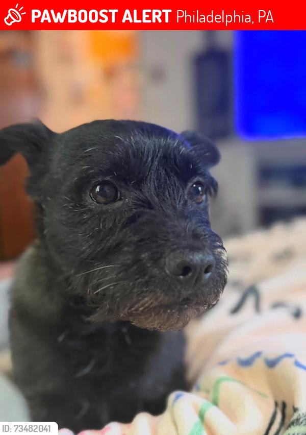 Lost Male Dog last seen Alburger and Springview Rd, Philadelphia, PA 19115