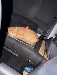 Found/Stray Male Cat last seen Goldenwest and Westminster, Westminster, CA 92683