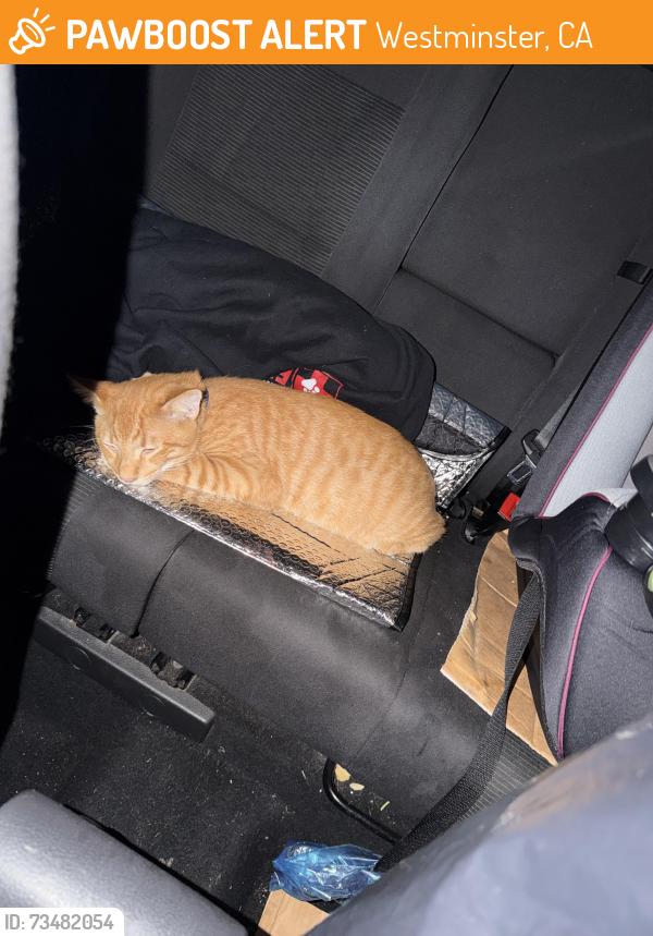 Found/Stray Male Cat last seen Goldenwest and Westminster, Westminster, CA 92683