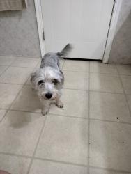 Reunited Male Dog last seen Sandlefoot and Cove Pl, Palm Beach County, FL 33428