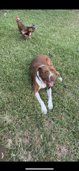 Lost Male Dog last seen Holcomb rd, Dallas, TX 75217