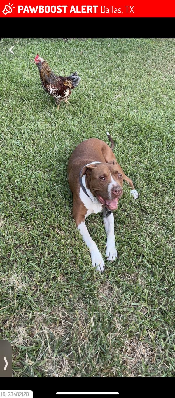 Lost Male Dog last seen Holcomb rd, Dallas, TX 75217