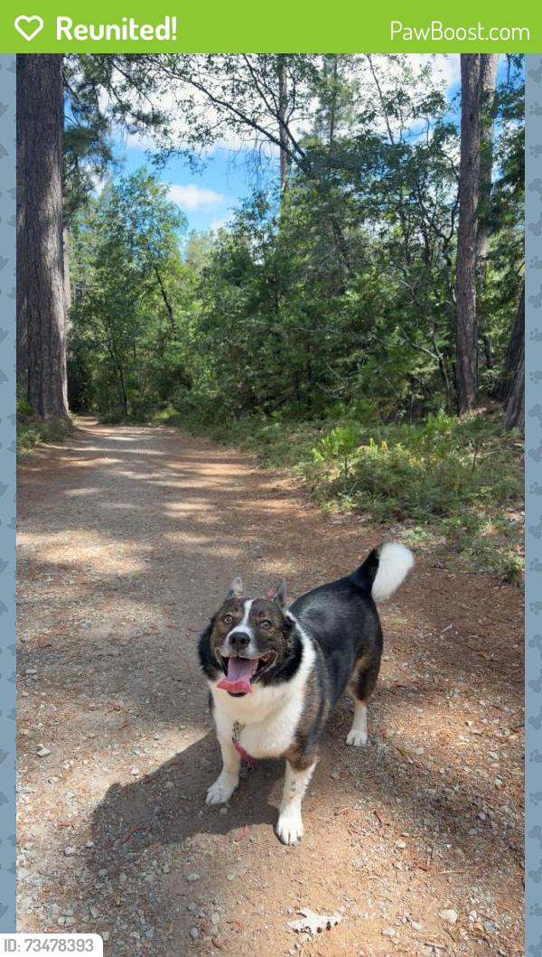 Reunited Male Dog last seen Near west Oakland Bus Stop, Oakland, CA 94608