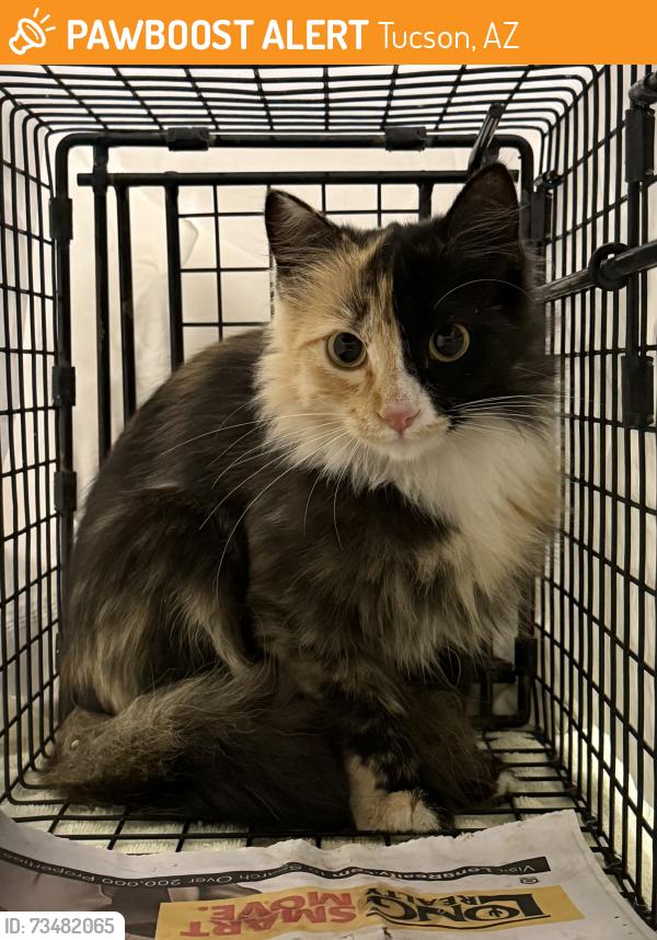 Found/Stray Female Cat last seen Campbell & Grant, Tucson, AZ 85719
