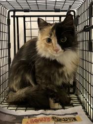 Found/Stray Female Cat last seen Campbell & Grant, Tucson, AZ 85719