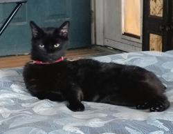 Lost Female Cat last seen Miller St, Arcanum, OH 45304