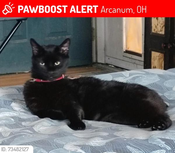 Lost Female Cat last seen Miller St, Arcanum, OH 45304