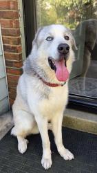 Found/Stray Male Dog last seen Linsan and Seiler, Cincinnati, OH 45239