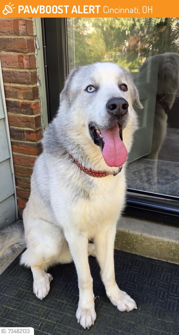Found/Stray Male Dog last seen Linsan and Seiler, Cincinnati, OH 45239