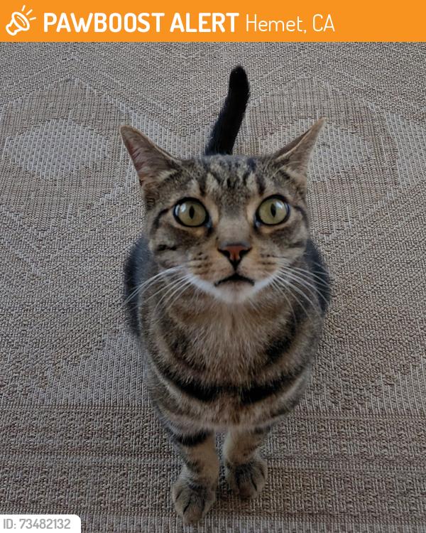 Found/Stray Unknown Cat last seen Columbia/yale, Hemet, CA 92544