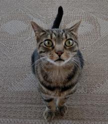 Found/Stray Unknown Cat last seen Columbia/yale, Hemet, CA 92544