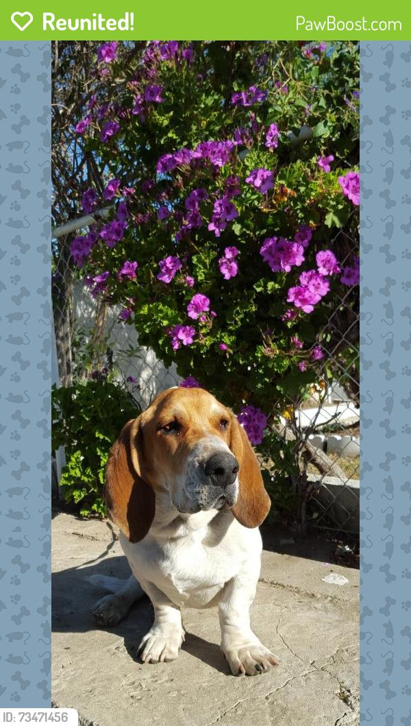 Reunited Male Dog last seen 104th and doty in inglewood, Inglewood, CA 90303