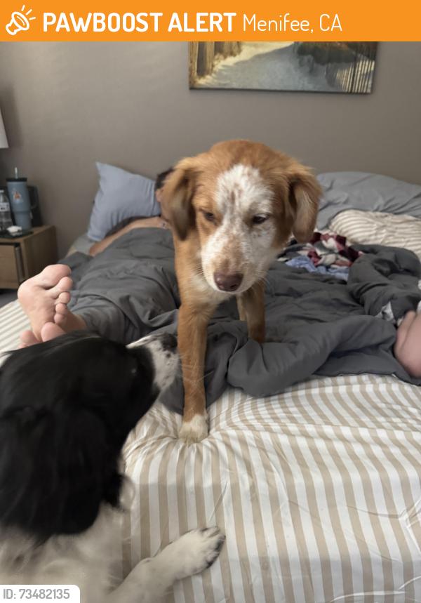 Found/Stray Female Dog last seen McCall and Murrieta road, Menifee, CA 92586