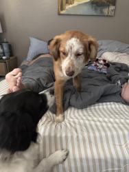 Found/Stray Female Dog last seen McCall and Murrieta road, Menifee, CA 92586