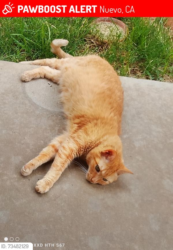 Lost Female Cat last seen Mirileste and Via Santana, Nuevo, CA 92567