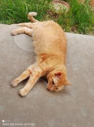 Lost Female Cat last seen Mirileste and Via Santana, Nuevo, CA 92567