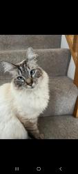 Reunited Male Cat last seen St Paul's Rise, Addingham, Addingham, England LS29 0RJ