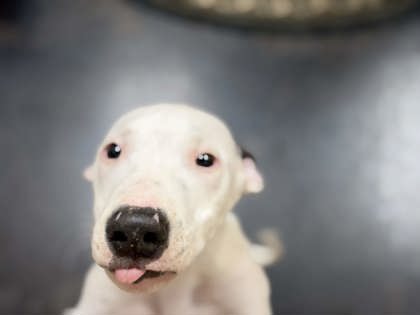 Shelter Stray Male Dog last seen Outside home, Memphis, TN, 935 Farm Rd, Memphis, TN 38134, USA