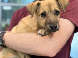 Shelter Stray Male Dog last seen Gravel Road on Farm Road, Memphis, TN, 935 Farm Rd, Memphis, TN 38134, USA