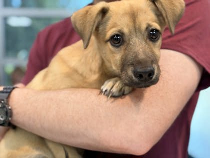 Shelter Stray Male Dog last seen Gravel Road on Farm Road, Memphis, TN, 935 Farm Rd, Memphis, TN 38134, USA