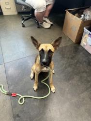 Shelter Stray Female Dog last seen Found through work, Memphis, TN, 935 Farm Rd, Memphis, TN 38134, USA