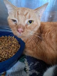 Shelter Stray Male Cat last seen , Caddo Parish, LA, 1500 Monty St, Shreveport, LA 71107, USA