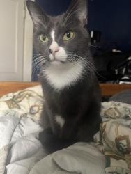 Reunited Male Cat last seen Marsalis Ave, Dallas, TX 75203