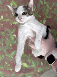 Shelter Stray Female Cat last seen Near Flanders Ave, Within Coalition, TX, 11300 Nacogdoches Rd, San Antonio, TX 78217, USA