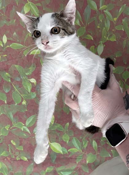 Shelter Stray Female Cat last seen Near Flanders Ave, Within Coalition, TX, 11300 Nacogdoches Rd, San Antonio, TX 78217, USA