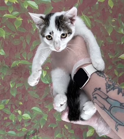 Shelter Stray Female Cat last seen Near Flanders Ave, Within Coalition, TX, 11300 Nacogdoches Rd, San Antonio, TX 78217, USA