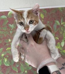 Shelter Stray Male Cat last seen Near Flanders Ave, Within Coalition, TX, 11300 Nacogdoches Rd, San Antonio, TX 78217, USA